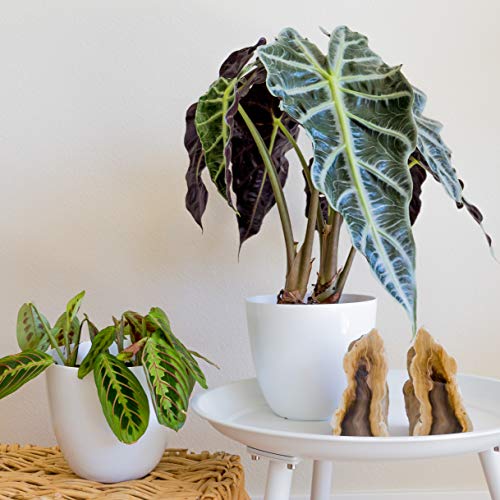 Youngever 7 Pack 6.5 Inch Plastic Planters Indoor Flower Plant Pots, Modern Decorative Gardening Pot with Drainage for All House Plants, Flowers, Herbs, Succulents and Hanging Plants