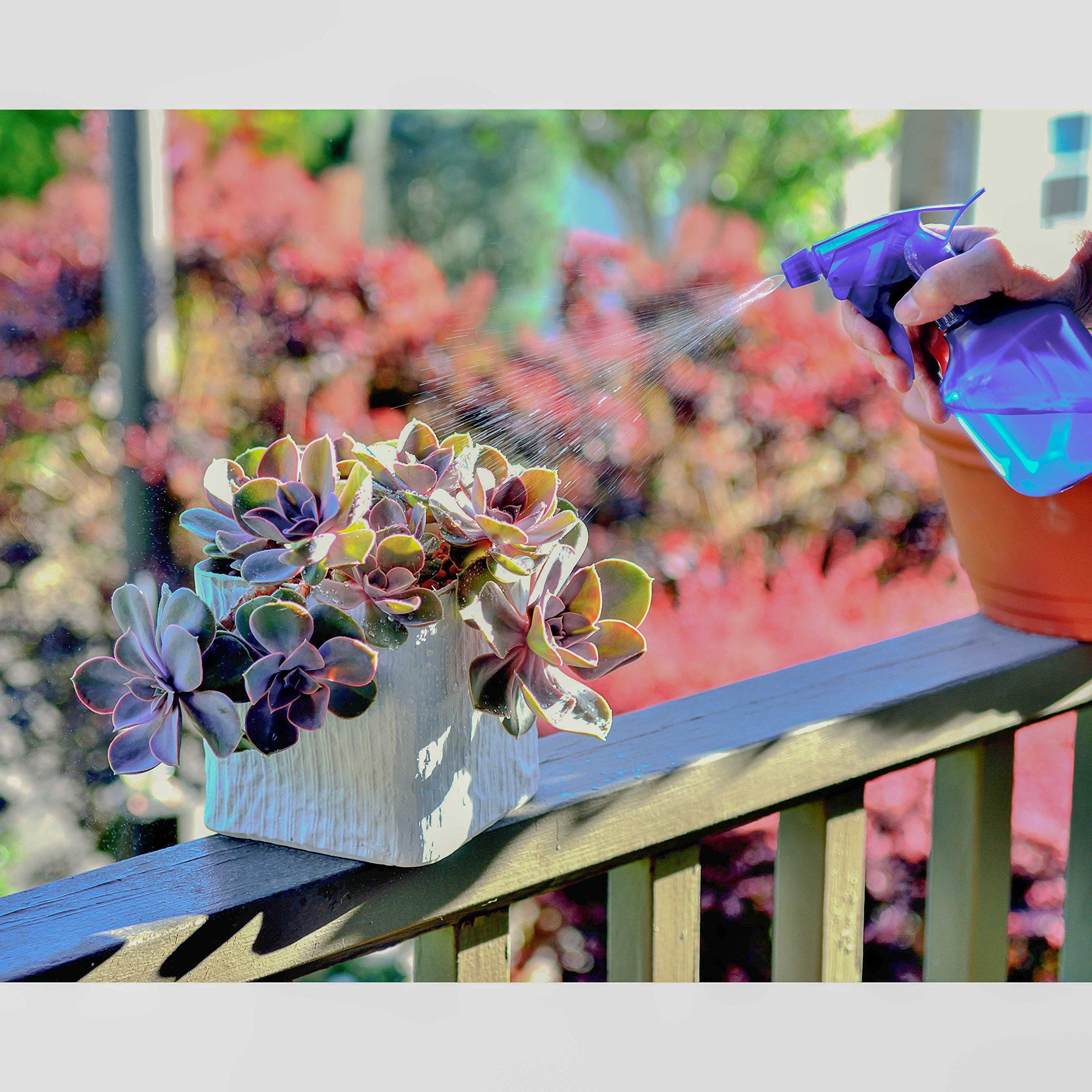 Youngever 12 Pack Empty Plastic Spray Bottles, Spray Bottles for Hair and Cleaning Solutions, 3 Assorted Colors