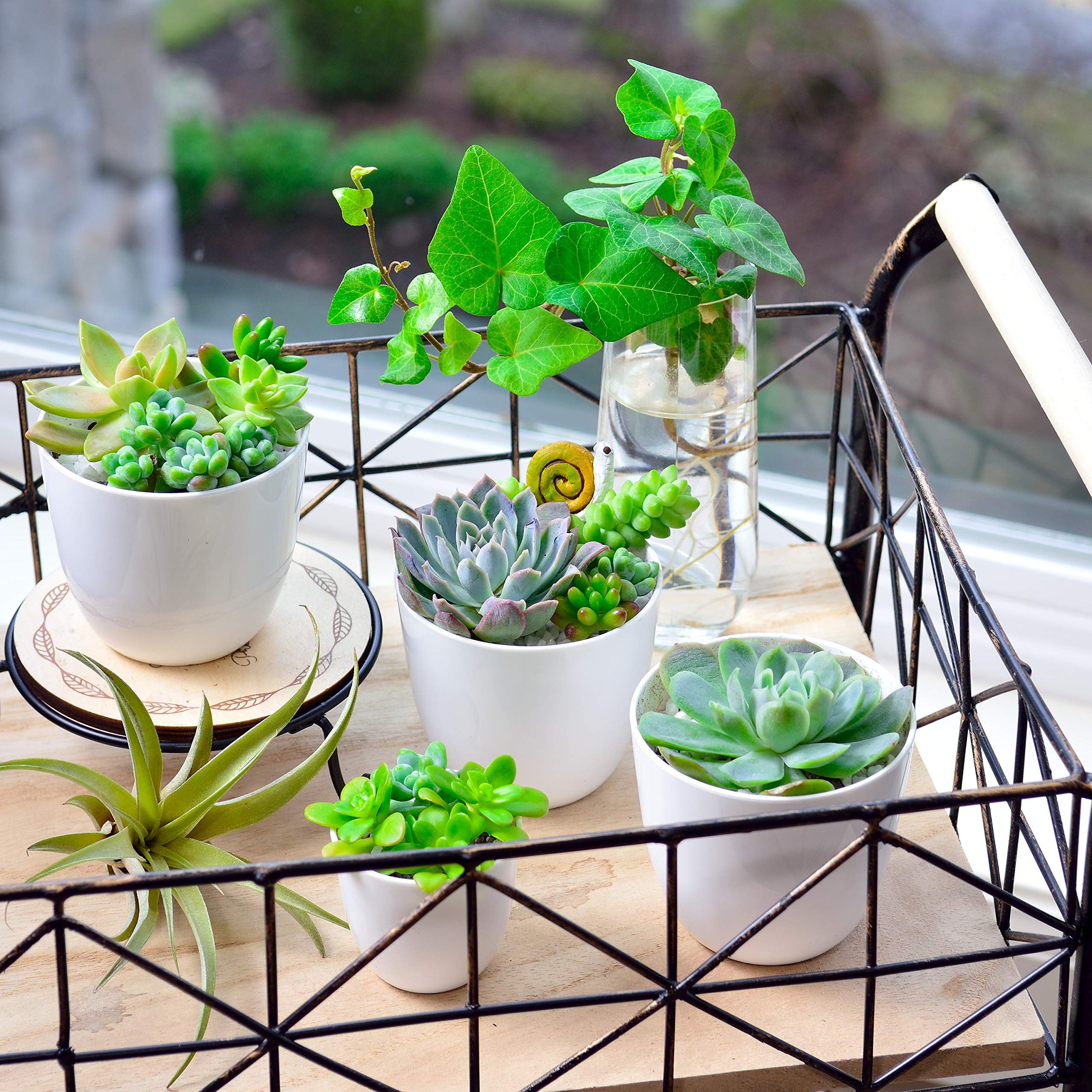 Youngever 24 Pack 2 Inch Mini Plastic Planters, Indoor Flower Plant Pots, White Gardening Pot with Drainage - NO Plant Included