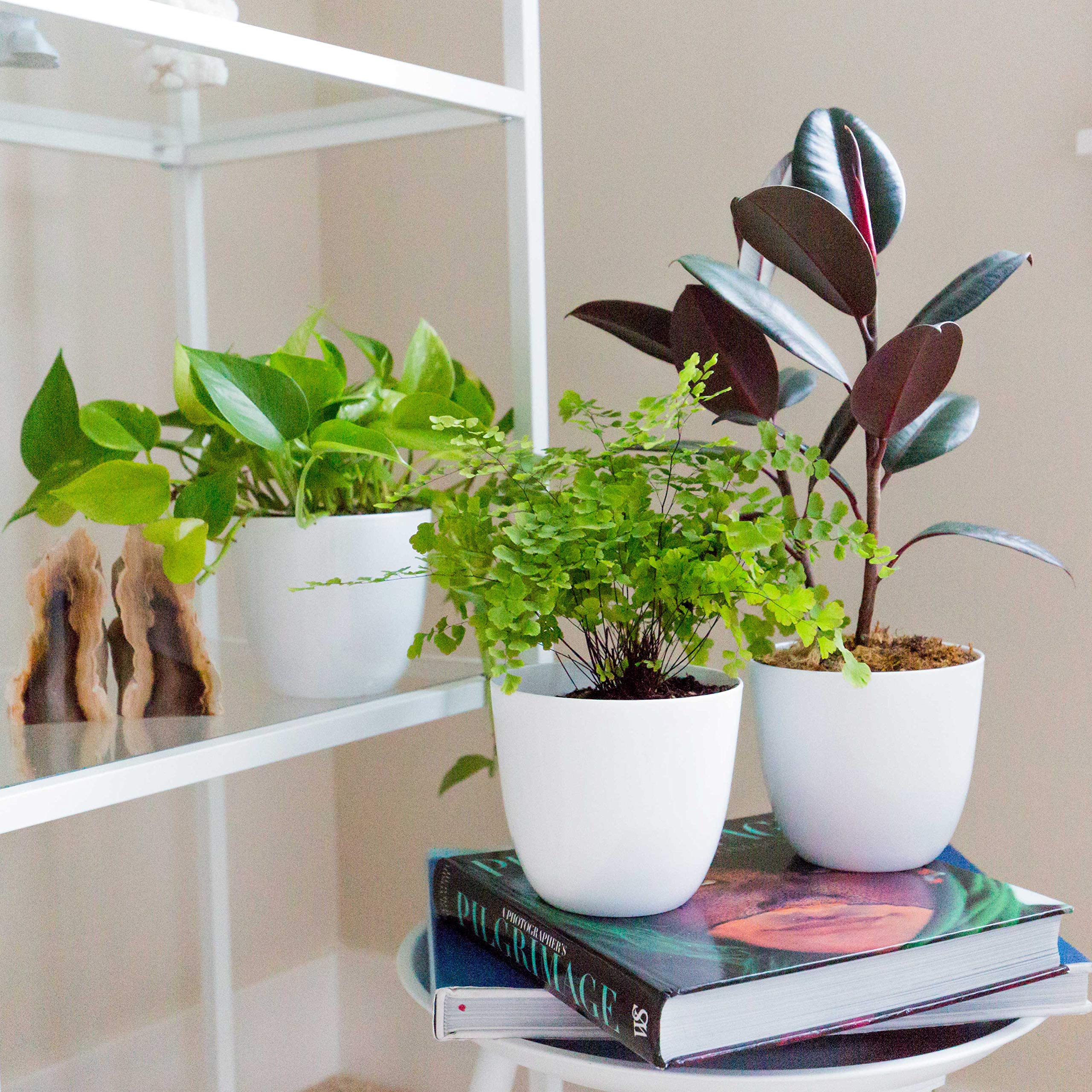 Youngever 8 Pack 5.5 Inch Plastic Planters Indoor Flower Plant Pots, Modern Decorative Gardening Pot with Drainage for All House Plants, Flowers, Herbs, Succulents and Hanging Plants