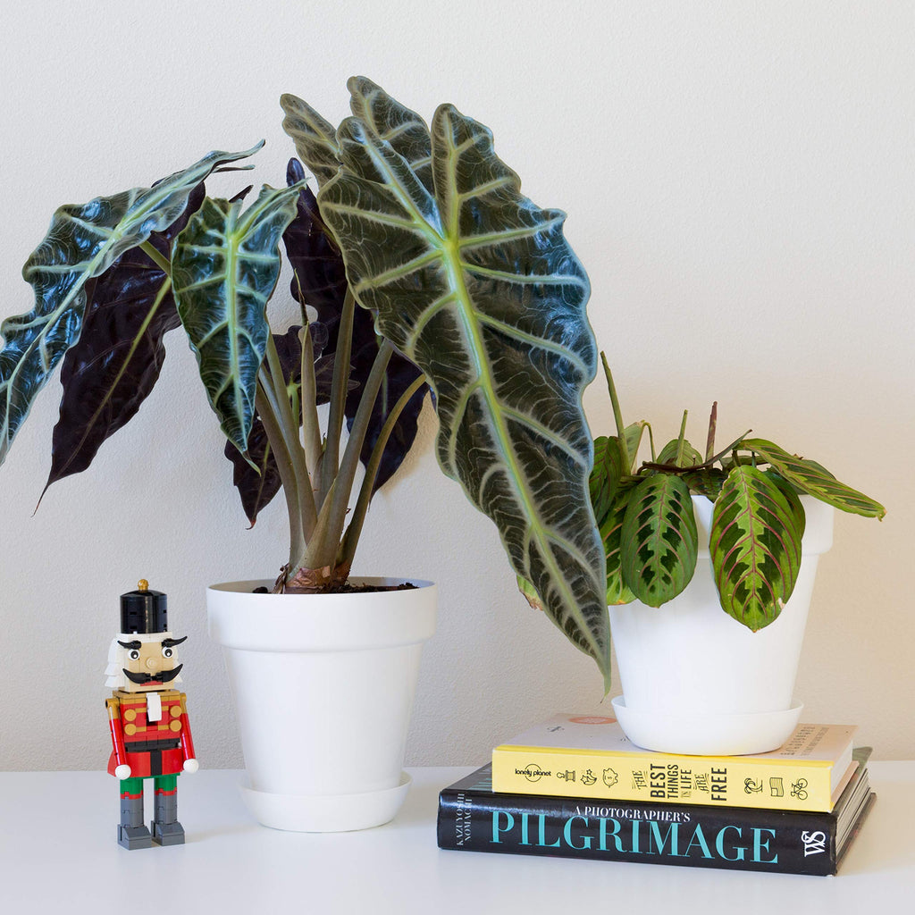 Youngever 7 Pack 6.5 Inch Plastic Planters, Indoor Flower Plant Pots, Classic Decorative Gardening Pot with Drainage