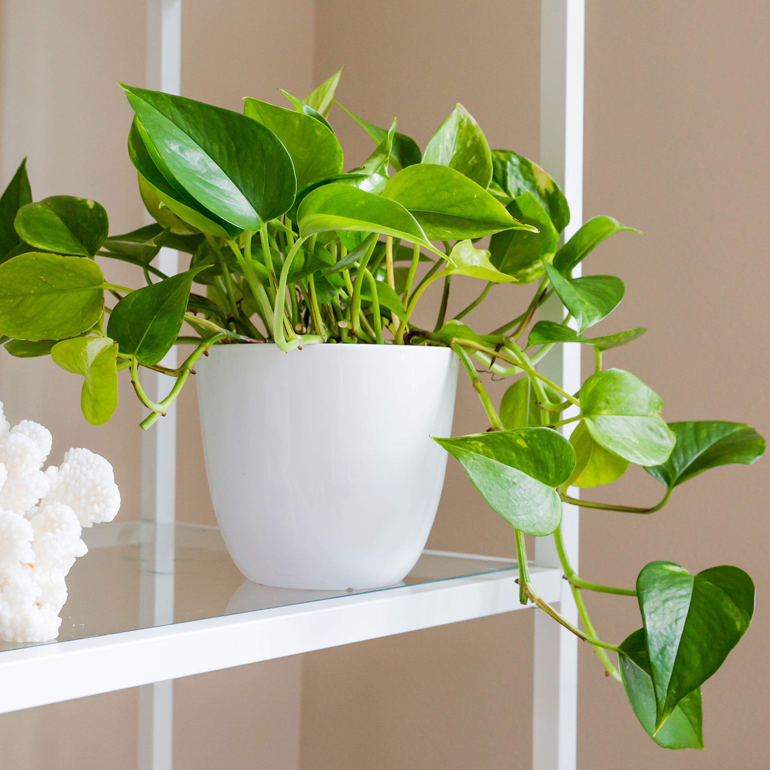 Youngever 8 Pack 5.5 Inch Plastic Planters Indoor Flower Plant Pots, Modern Decorative Gardening Pot with Drainage for All House Plants, Flowers, Herbs, Succulents and Hanging Plants