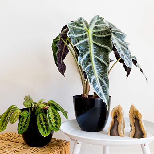 Youngever 7 Pack 6.5 Inch Plastic Planters Indoor Flower Plant Pots, Modern Decorative Gardening Pot with Drainage for All House Plants, Flowers, Herbs, Succulents and Hanging Plants