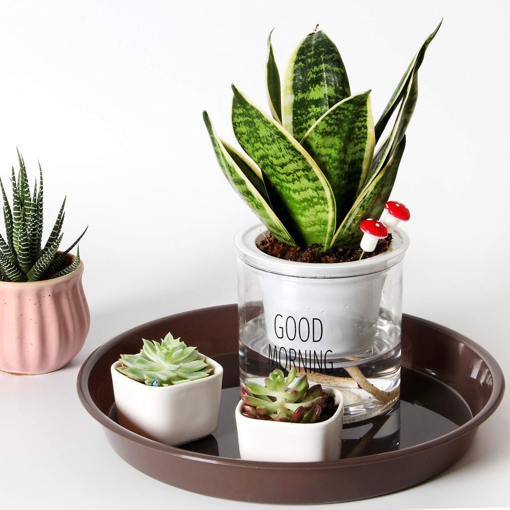 Youngever 10 Pack 10 Inch Plastic Plant Saucers, Thick and Heavy Duty Plastic Saucer Flowerpot Trays, Excellent for Indoor and Outdoor Plants