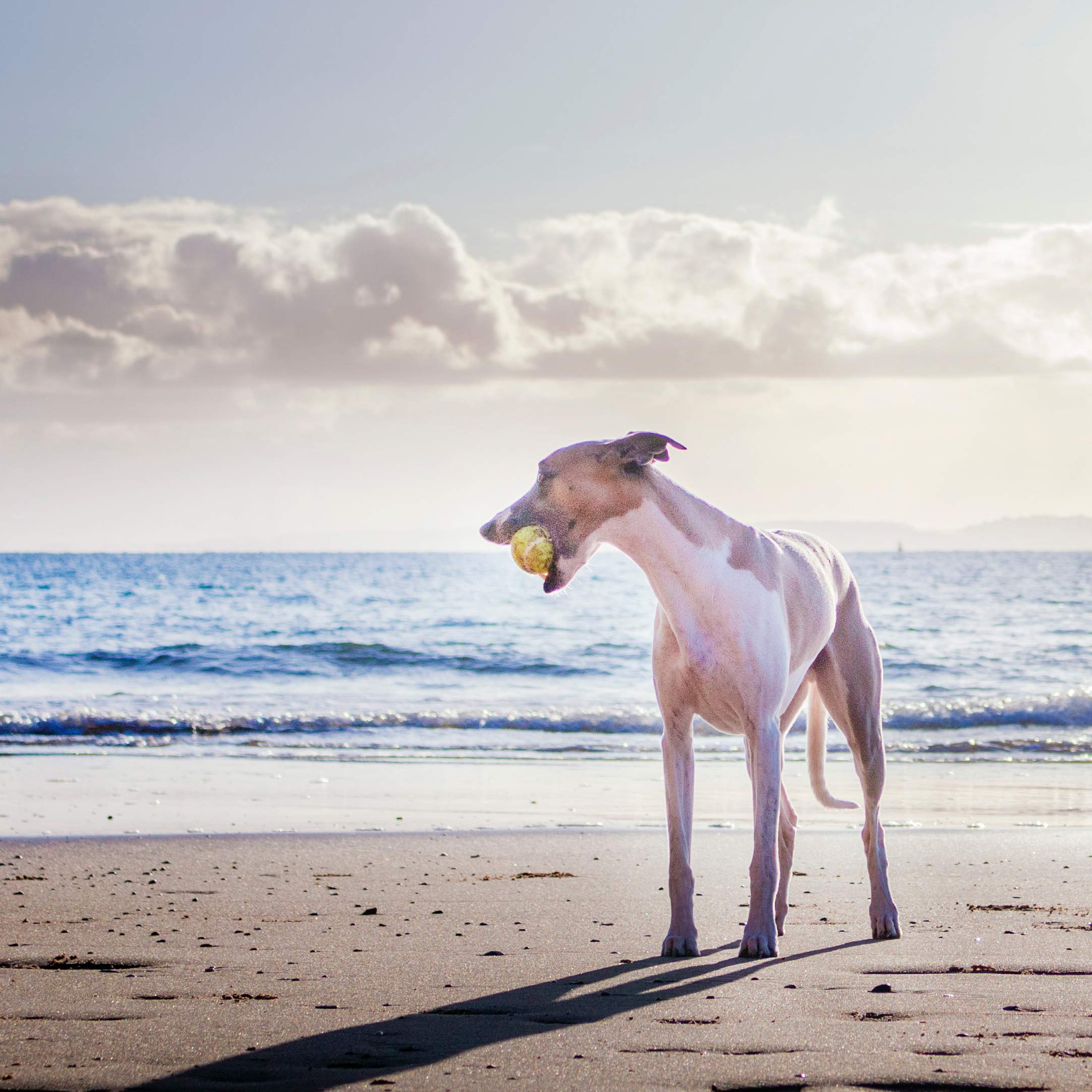 Youngever 5 Pack Large Tennis Balls for Dogs 2.7 Inch, Dog Toys for Exercise and Training, for Medium Large and Extra Large Breeds