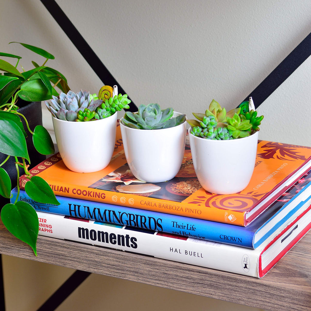 Youngever 10 Pack 3 Inch Mini Plastic Planters Indoor Flower Plant Pots, White Gardening Pot with Drainage for All House Plants, Flowers, Herbs, Succulents, NO Plant Included