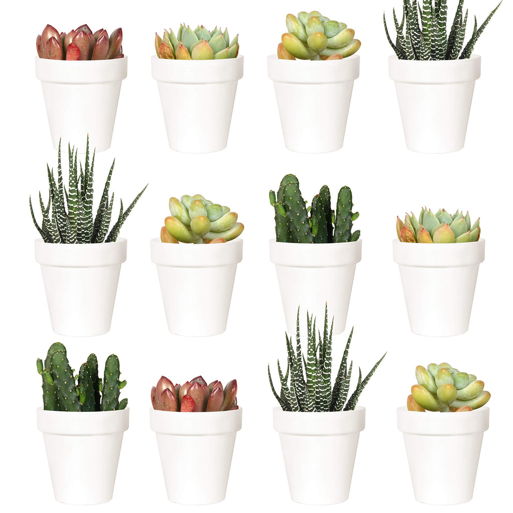 Youngever 24 Pack 2 Inch Mini Plastic Planters, Indoor Flower Plant Pots, White Gardening Pot with Drainage - NO Plant Included