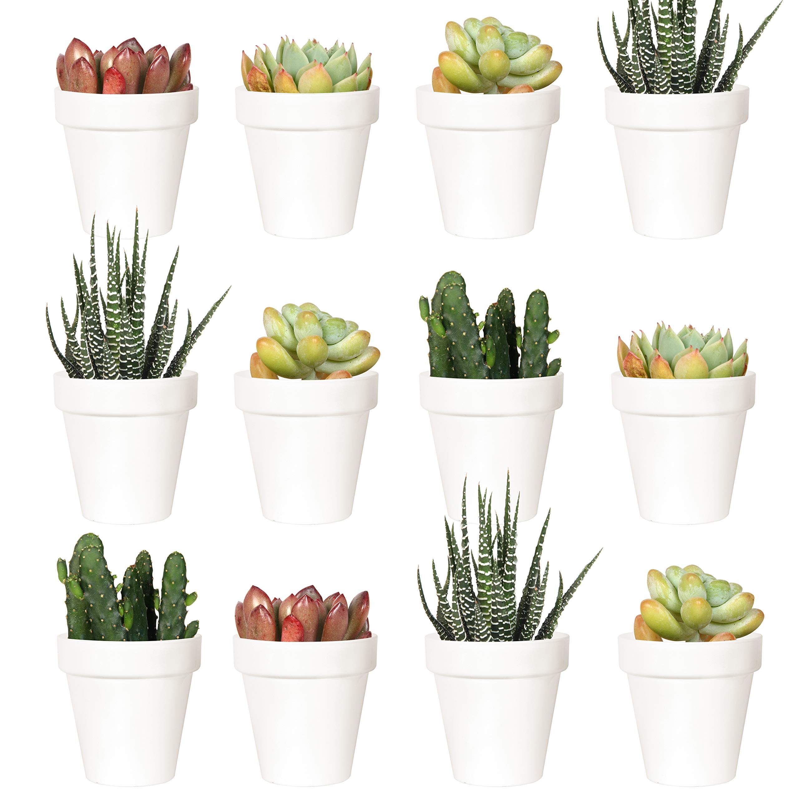 Youngever 24 Pack 2 Inch Mini Plastic Planters, Indoor Flower Plant Pots, White Gardening Pot with Drainage - NO Plant Included