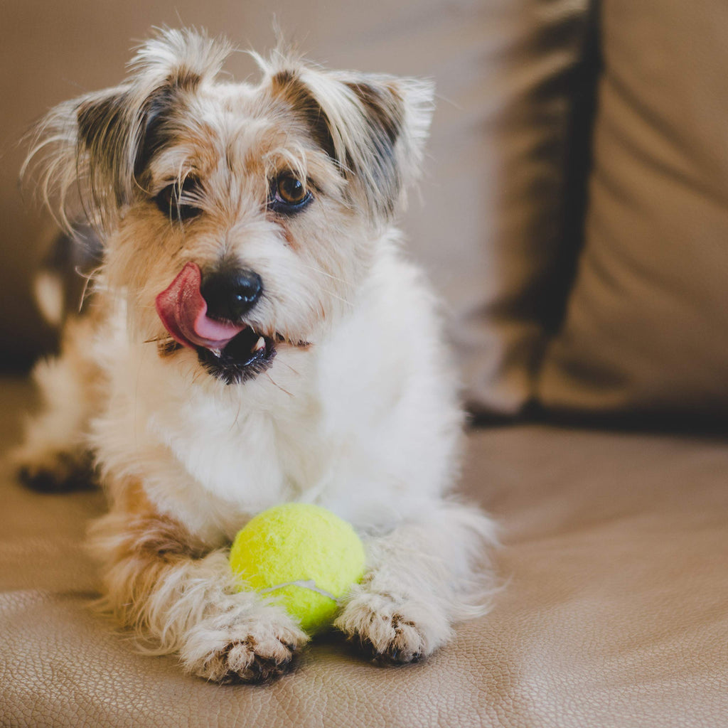 Youngever 5 Pack Large Tennis Balls for Dogs 2.7 Inch, Dog Toys for Exercise and Training, for Medium Large and Extra Large Breeds