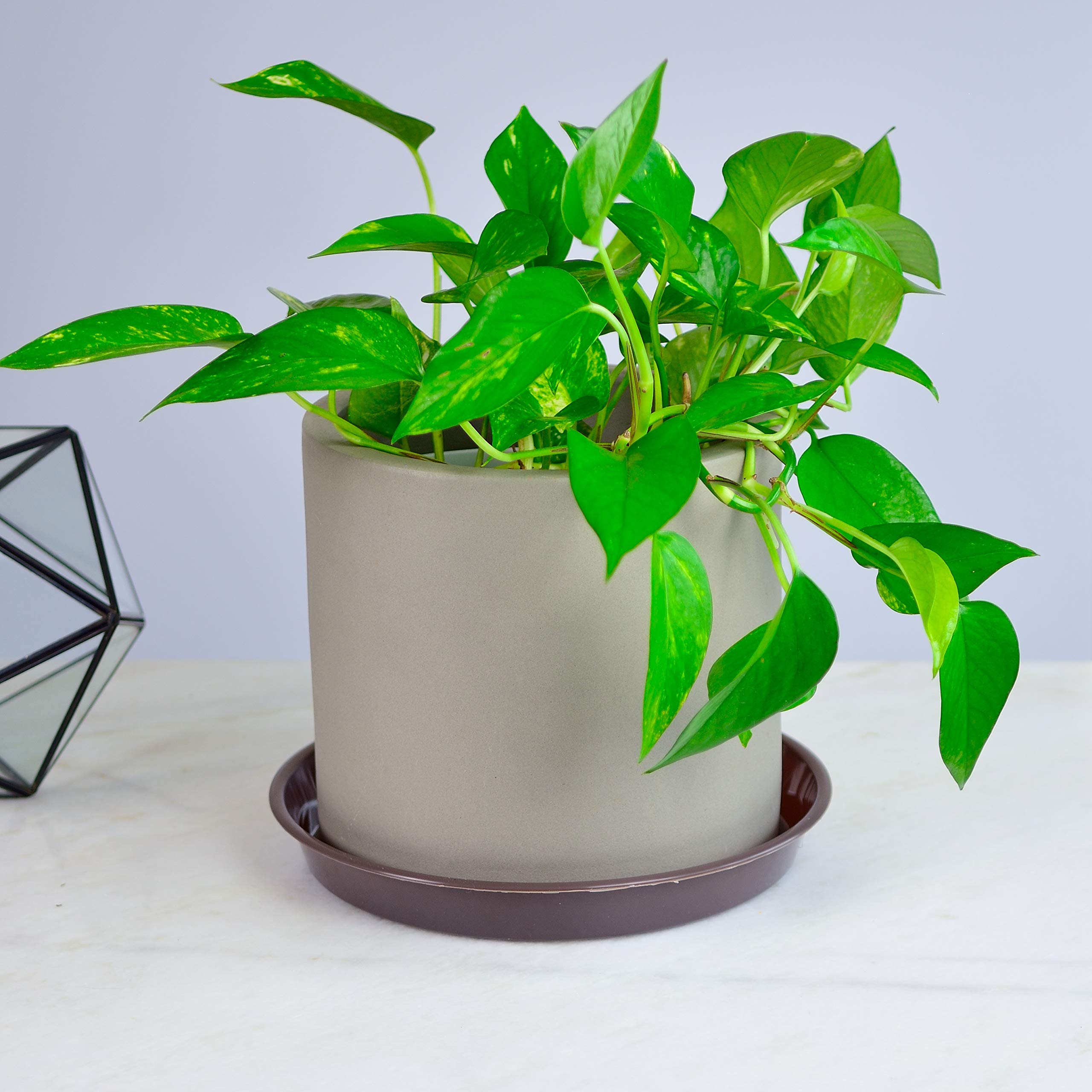 Youngever 10 Pack 10 Inch Plastic Plant Saucers, Thick and Heavy Duty Plastic Saucer Flowerpot Trays, Excellent for Indoor and Outdoor Plants