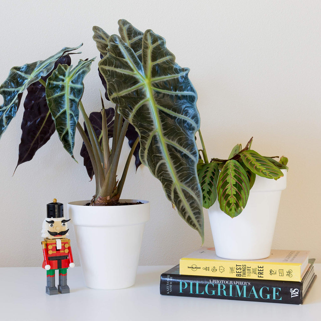 Youngever 7 Pack 6.5 Inch Plastic Planters, Indoor Flower Plant Pots, Classic Decorative Gardening Pot with Drainage